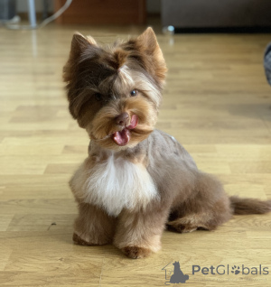 Photo №3. Couleur York. Monténégro