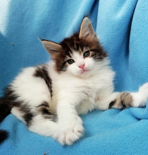 Photo №3. Julia. Fédération de Russie