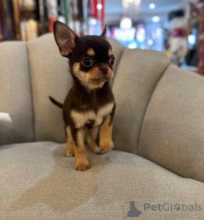 Photo №3. Les chiots chihuahua élevés à la maison sont prêts maintenant. Allemagne