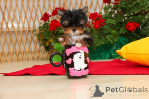 Photo №1. yorkshire terrier - à vendre en ville de Zrénjanin | négocié | Annonce №152173