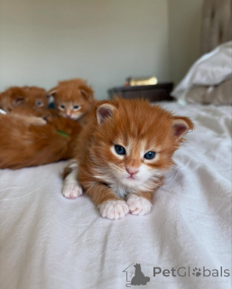 Photo №1. maine coon - à vendre en ville de Munich | 400€ | Annonce № 150609