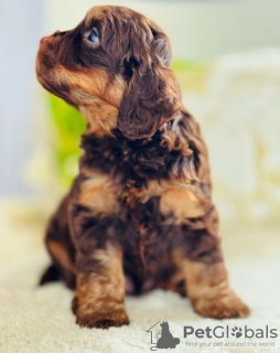 Photos supplémentaires: *LIGNE DE TESTS DE SANTÉ F1 TEDDY OURS COCKAPOOS*