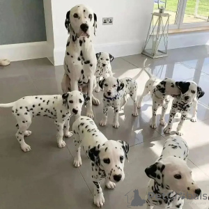 Photo №1. dalmatien - à vendre en ville de Dresde | 750€ | Annonce №160513