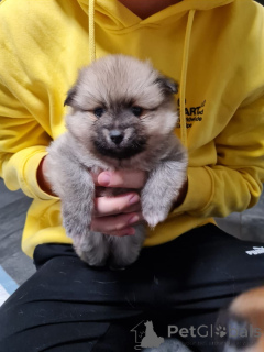 Photo №2 de l'annonce № 164307 de la vente chihuahua - acheter à Allemagne 