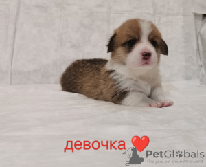 Photo №3. Chiots Welsh Corgi Pembroke. Fédération de Russie