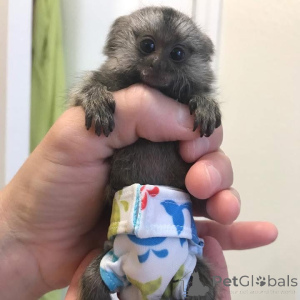 Photo №3. Singes ouistitis disponibles, envoyez-nous un message pour plus d'informations,. Allemagne