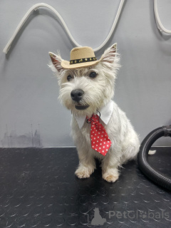 Photo №1. west highland white terrier - à vendre en ville de Leeds | négocié | Annonce №155040