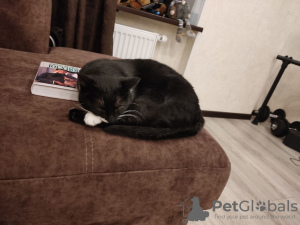 Photos supplémentaires: Le merveilleux chat Butya cherche un foyer !