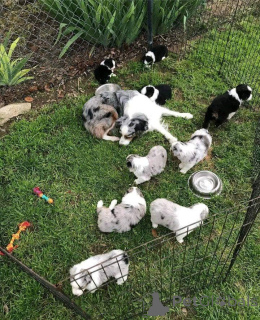 Photo №1. berger australien - à vendre en ville de Prague | négocié | Annonce №157518