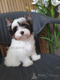 Photo №2 de l'annonce № 174825 de la vente biewer yorkshire terrier - acheter à Georgia annonce privée, de la fourrière, éleveur