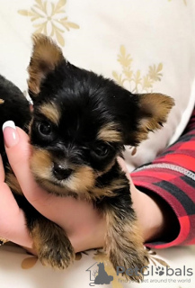Photo №2 de l'annonce № 129211 de la vente yorkshire terrier - acheter à Serbie éleveur