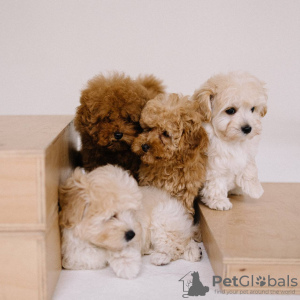 Photos supplémentaires: Maltipoo F1