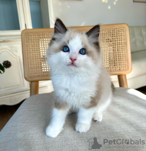 Photo №1. ragdoll - à vendre en ville de Atlanta | 246€ | Annonce № 105105