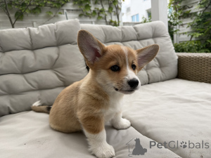 Photo №2 de l'annonce № 168788 de la vente welsh corgi - acheter à Pologne éleveur