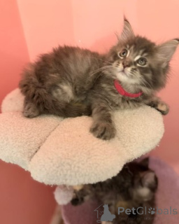 Photo №3. Maine-Coon-Kätzchen. Allemagne