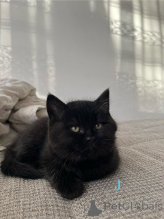 Photo №2 de l'annonce № 160106 de la vente british shorthair - acheter à Allemagne annonce privée