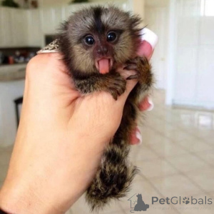 Photo №2 de l'annonce № 161697 de la vente  - acheter à Ukraine 