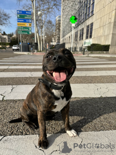 Photo №1. staffordshire bull terrier - à vendre en ville de Barcelone | négocié | Annonce №122287