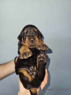 Photo №3. Chiots Dobermann. Serbie