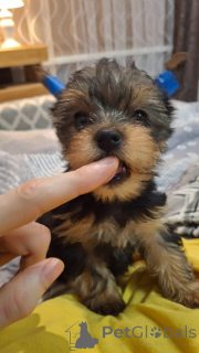 Photo №4. Je vais vendre biewer yorkshire terrier, yorkshire terrier en ville de Vilnius. annonce privée, de la fourrière - prix - 550€
