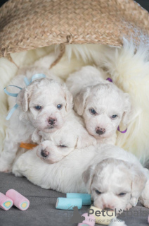 Photos supplémentaires: Chiots Bichon Frison