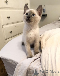 Photo №1. siamois - à vendre en ville de Alingsq | 700€ | Annonce № 162969