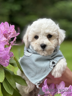 Photos supplémentaires: Chiots bichon frisé