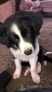 Photo №1. border collie - à vendre en ville de Vienna | 300€ | Annonce №75981