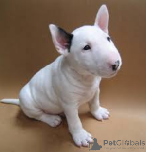 Photo №1. bull terrier - à vendre en ville de Berlin | négocié | Annonce №97851