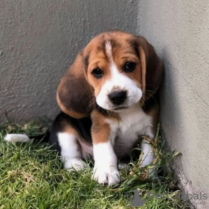 Photos supplémentaires: Beaux chiots beagle à vendre.