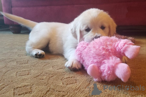 Photo №1. golden retriever, labrador retriever - à vendre en ville de Торонто | négocié | Annonce №141161
