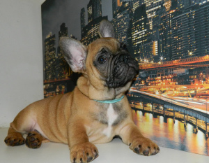 Photo №4. Je vais vendre bouledogue en ville de Киев. éleveur - prix - 475€