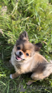 Photo №4. Accouplement chien bâtard en Pays Bas. Annonce № 133599