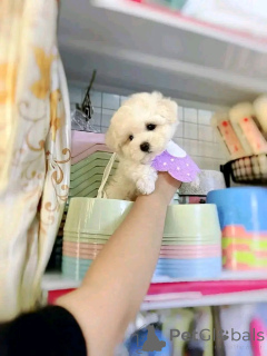 Photo №2 de l'annonce № 138638 de la vente bichon à poil frisé - acheter à USA éleveur