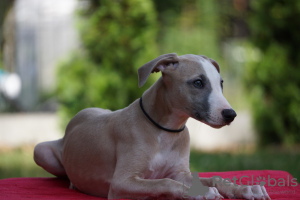 Photo №2 de l'annonce № 55608 de la vente lévrier whippet - acheter à Pologne éleveur