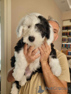 Photos supplémentaires: Les chiots Old English Sheepdog