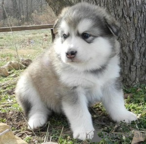 Photo №1. malamute de l'alaska - à vendre en ville de Genève | négocié | Annonce №124413