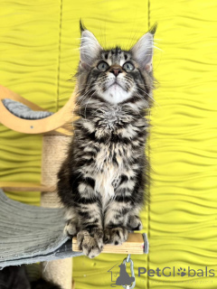 Photo №2 de l'annonce № 138045 de la vente maine coon - acheter à Espagne annonce privée