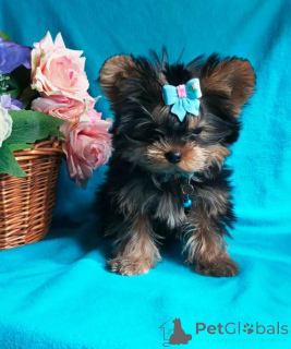 Photo №3. York est un garçon merveilleux. Fédération de Russie