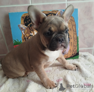 Photo №1. bouledogue - à vendre en ville de Smolevichi | 500€ | Annonce №162929