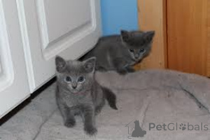 Photo №2 de l'annonce № 164665 de la vente bleu russe - acheter à La finlande annonce privée, éleveur