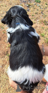 Photo №2 de l'annonce № 173765 de la vente shih tzu - acheter à Belgique 