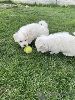 Photo №2 de l'annonce № 149850 de la vente maltipu - acheter à Allemagne annonce privée, éleveur