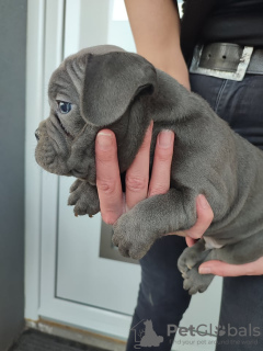 Photos supplémentaires: chiots bouledogue francais a vendre