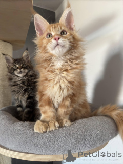 Photo №3. Gatitos Maine Coon Machos y Hembras Sanos que Buscan Nuevos Hogares. Espagne