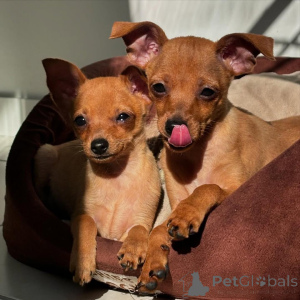 Photo №2 de l'annonce № 135626 de la vente dobermann - acheter à Allemagne éleveur