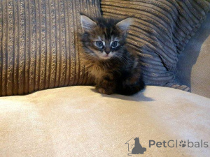 Photo №1. maine coon - à vendre en ville de Anvers | Gratuit | Annonce № 160355