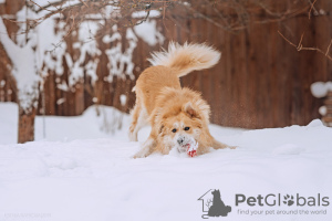 Photo №4. Je vais vendre chien bâtard en ville de Москва.  - prix - Gratuit