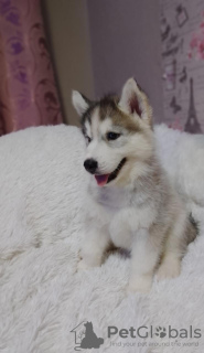 Photos supplémentaires: Nous proposons à la vente des chiots de la race Siberian Husky, issus de parents