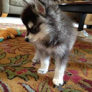 Photo №1. alaskan klee kai - à vendre en ville de Ansubrg | 560€ | Annonce №166058